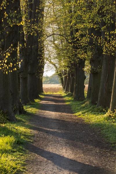 Romantico Misterioso Vialetto Con Vecchi Grandi Alberi Parco Bellezza Paesaggio — Foto Stock