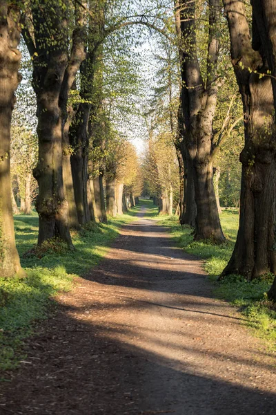 浪漫和神秘的小巷路径与老大树在公园 美丽的自然景观 夏日漫步 — 图库照片