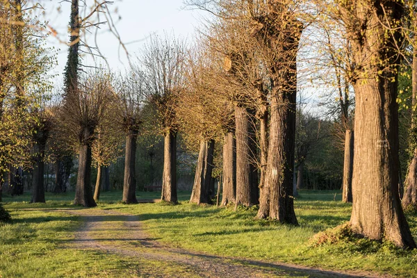 浪漫和神秘的小巷路径与老大树在公园 美丽的自然景观 夏日漫步 — 图库照片