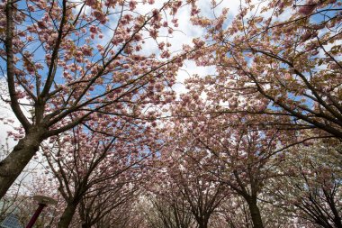 Bahçe çiçekli ağaçlar ilham tarafından Van Gogh Müzesi ve Rijksmuseum'a bir bahar gününde arasında Van Gogh tabloları ile. Amsterdam, Hollanda