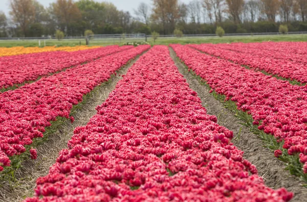 Tulpenfelder Der Pollenstreek South Holland Niederlande — Stockfoto