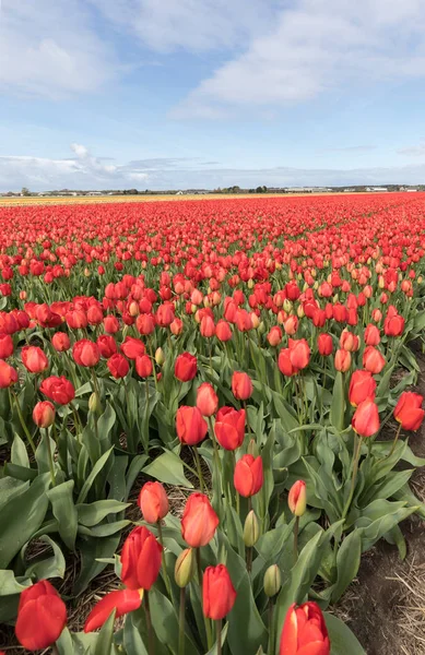 Tulip Fields Bollenstreek South Holland Netherlands — Stock Photo, Image
