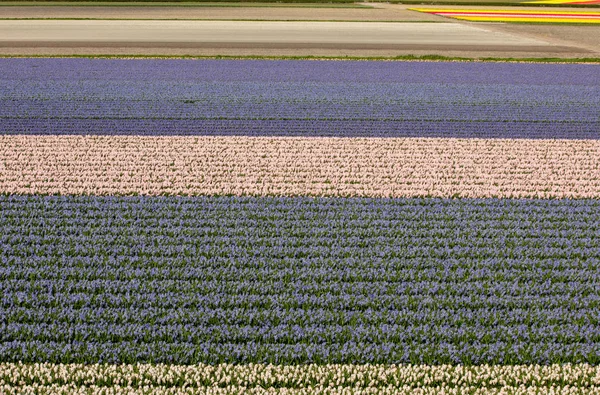 Champs Tulipes Jacinthes Bollenstreek Hollande Méridionale Pays Bas — Photo