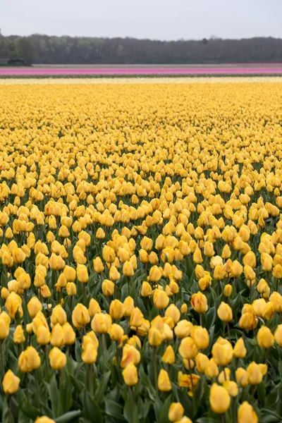 Sarı Laleler Alanları Bollenstreek Güney Hollanda Hollanda — Stok fotoğraf