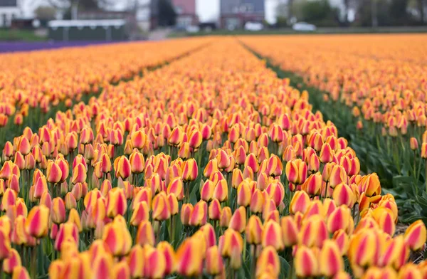 Champs Tulipes Orange Bollenstreek Hollande Méridionale Pays Bas — Photo