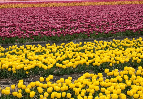 Tulipánová Pole Bollenstreek Jižní Holandsko Nizozemsko — Stock fotografie