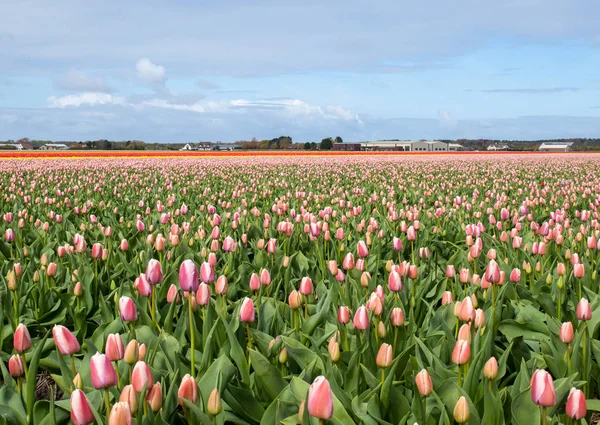 Tulip Fields Bollenstreek South Holland Netherlands — Stock Photo, Image