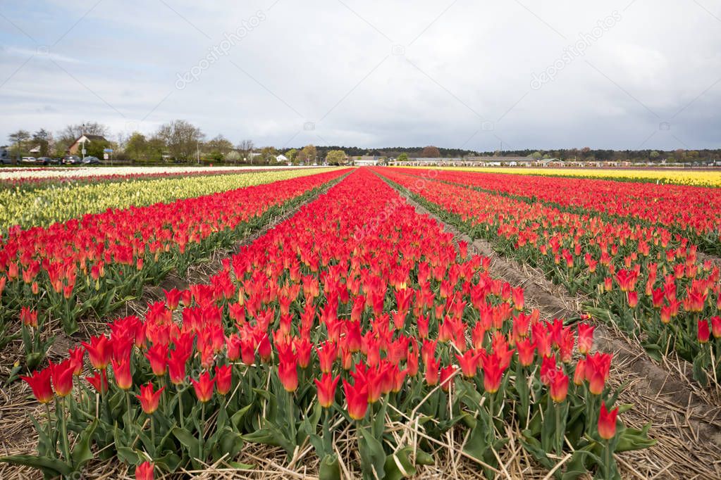 Tulip fields of the Bollenstreek, South Holland, Netherlands 