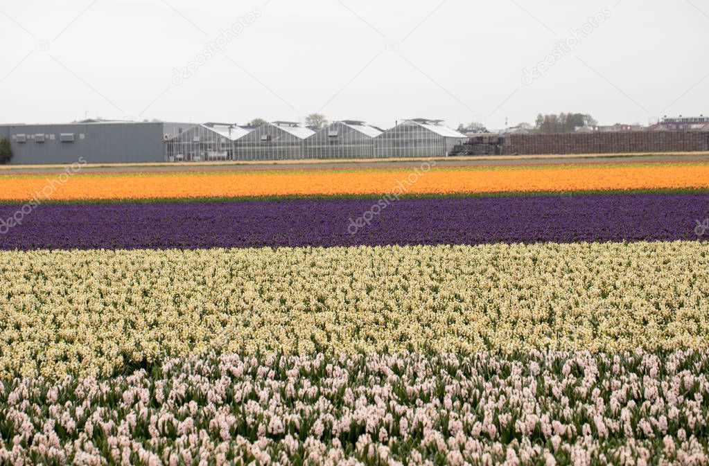 Tulip and hyacinth  fields of the Bollenstreek, South Holland, Netherlands 