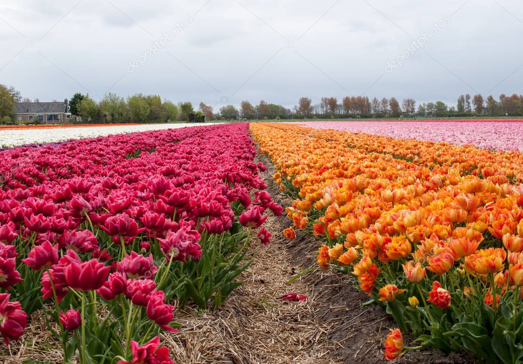 Tulip fields of the Bollenstreek, South Holland, Netherlands 