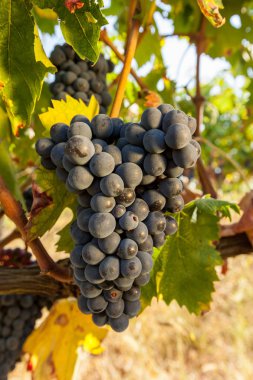 asma olgun kırmızı üzüm kümelerde