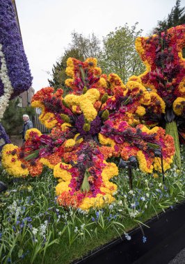 Noordwijkerhout, Hollanda - 21 Nisan 2017: Platform ile Lale ve sümbül sırasında geleneksel çiçek geçit törenini Bloemencorso Noordwijk üzerinden Hollanda'da Haarlem. 