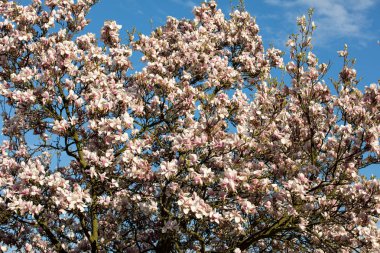 Mavi gökyüzü arka plan üzerinde Nisan ayında Blooming manolya ağacı 