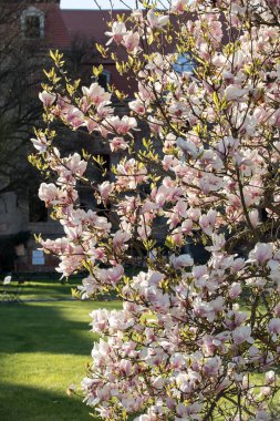 Bahçede Nisan ayında çiçek açan manolya ağacı