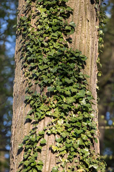 Pień Drzewa Pokryte Pnączy Hedera Helix — Zdjęcie stockowe