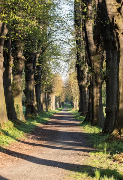 Romantic Mysterious Alley Path Old Big Trees Park Beauty Nature — Stock Photo, Image