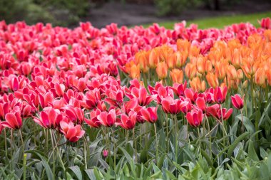 bir bahçede çiçek açan turuncu ve kırmızı lale çiçek