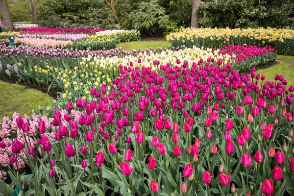 Renkli Lale Nergis Sümbül Bir Bahçede Çiçek Açan — Stok fotoğraf
