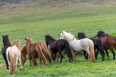 İzlanda 'da otlakta bir İzlandalı at sürüsü.