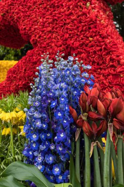 Noordwijkerhout, Hollanda - 21 Nisan 2017: Geleneksel çiçek, bitki süslemeleri Bloemencorso Noordwijk Haarlem Hollanda için geçit töreni