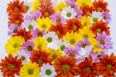 Arka plan resmi renkli papatya çiçek