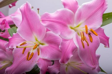 Pembe zambak çiçeklerine yakın çekim. Bu cinsteki türlerin yaygın isimleri arasında peri çiçeği zephyr zambak zambağı sihirli Atamasco zambağı ve yağmur zambağı bulunur..