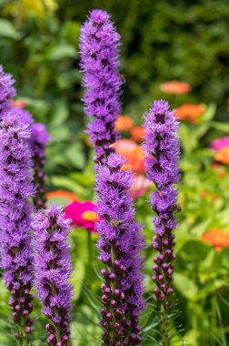 Yaz bahçede Liatris spicata çiçek