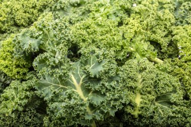 Sağlıklı taze kıvırcık lahana