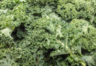 Sağlıklı taze kıvırcık lahana