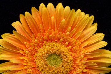 Siyah arka plan üzerine ince turuncu gerbera çiçekleri