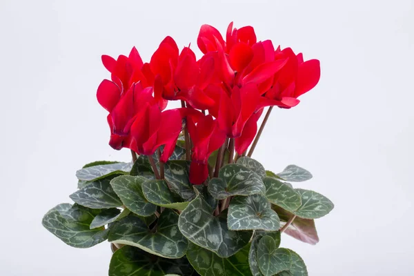 Brambořík Perský Květina Izolovaných Bílém Pozadí — Stock fotografie