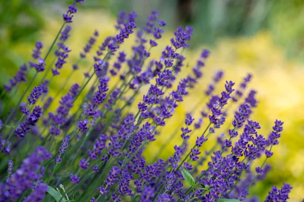 Garten Mit Lavendel Und Oregano — Stockfoto