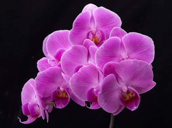 Růžová Orchidej Květina Izolovaných Černém Pozadí — Stock fotografie