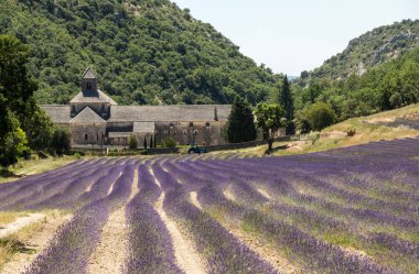 Senanque Abbey veya Abbaye Notre-Dame de Senanque lavanta alanıyla bloom, Gordes, Provence, Fransa 