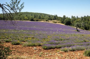 provence, lavanta alanına yakın sault, Fransa
