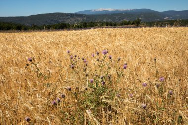 Sault ve Mont Ventoux yakın mısır tarlası ve lavanta alanları içinde belgili tanımlık geçmiş. Provence, Fransa