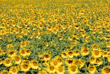Sunflowers field near Arles  in Provence, France clipart