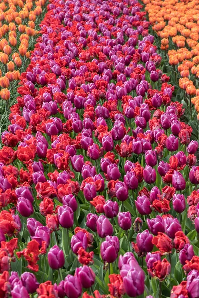 Tulipánová Pole Bollenstreek Jižní Holandsko Nizozemsko — Stock fotografie