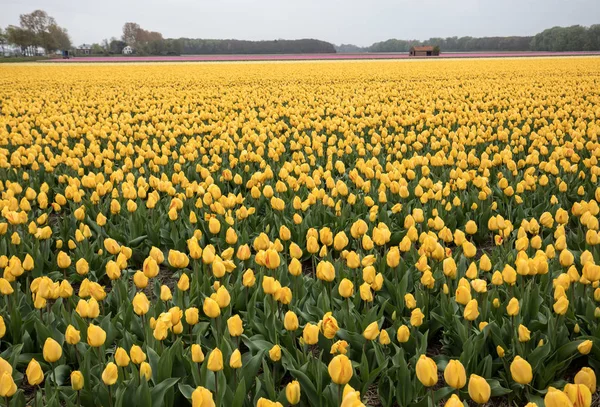 Żółte Tulipany Pola Bollenstreek Holandia Południowa Holandia — Zdjęcie stockowe