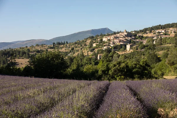 Levandulová Pole Vesnici Aurel Mimo Vaucluse Provence Francie — Stock fotografie