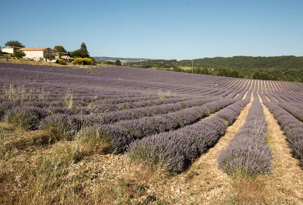 Lavender Field Provence Sault France — Stock Photo, Image