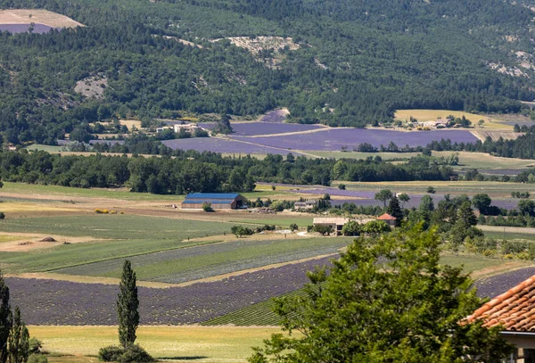 Patchwork Mezőgazdasági Termelő Területeket Alábbi Sault Provence Franciaország Völgyben — Stock Fotó