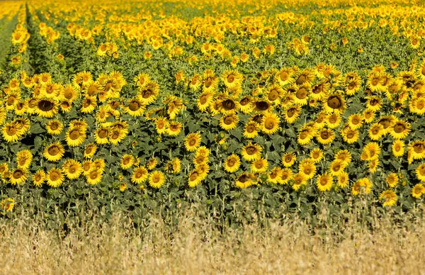 Sonnenblumenfeld Bei Arles Der Provence Frankreich — Stockfoto