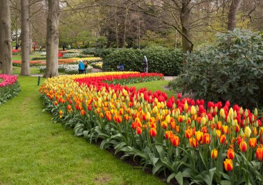 Lisse Hollanda - 19 Nisan 2017: Lisse, Hollanda, Hollanda Keukenhof bahçesinde renkli çiçekler.