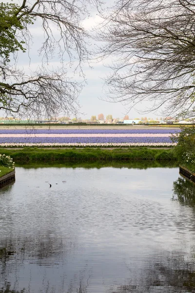 Färgglada Hyacint Och Påskliljor Fält Bollenstreek Zuid Holland Nederländerna — Stockfoto