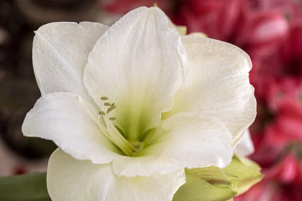 Amarylis Bílá Květina Přírodní Zahradě — Stock fotografie