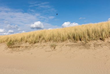 Kumul Katwijk aan Zee, Holland, açık mavi gökyüzü altında otlar 