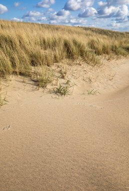 Kumul Katwijk aan Zee, Holland, açık mavi gökyüzü altında otlar 