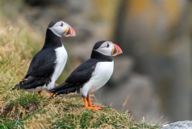 Atlantik martısı, bilinen adıyla martı. 