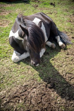 İzlanda 'da bir otlakta İzlanda atının yakınına.